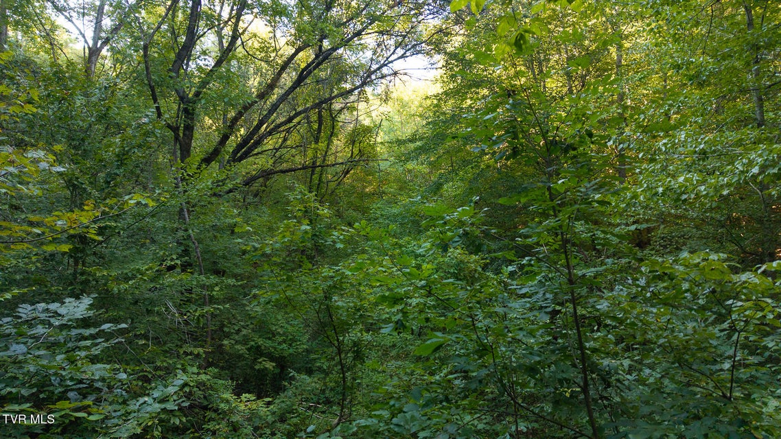 Photo #21: 32.38 Ac Off Panther Creek Road