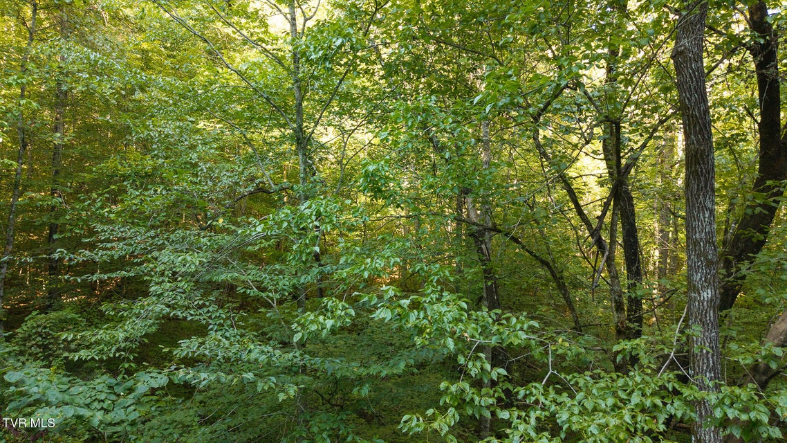 Photo #22: 32.38 Ac Off Panther Creek Road