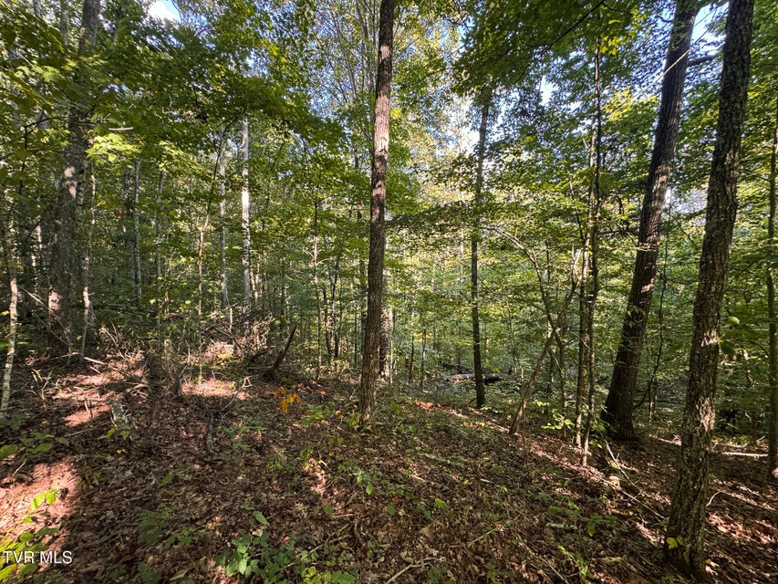 Photo #23: 32.38 Ac Off Panther Creek Road