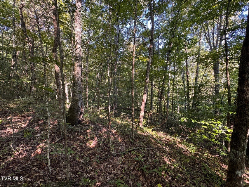 Photo #24: 32.38 Ac Off Panther Creek Road