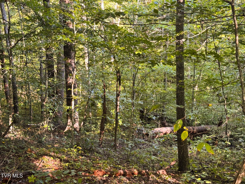 Photo #25: 32.38 Ac Off Panther Creek Road