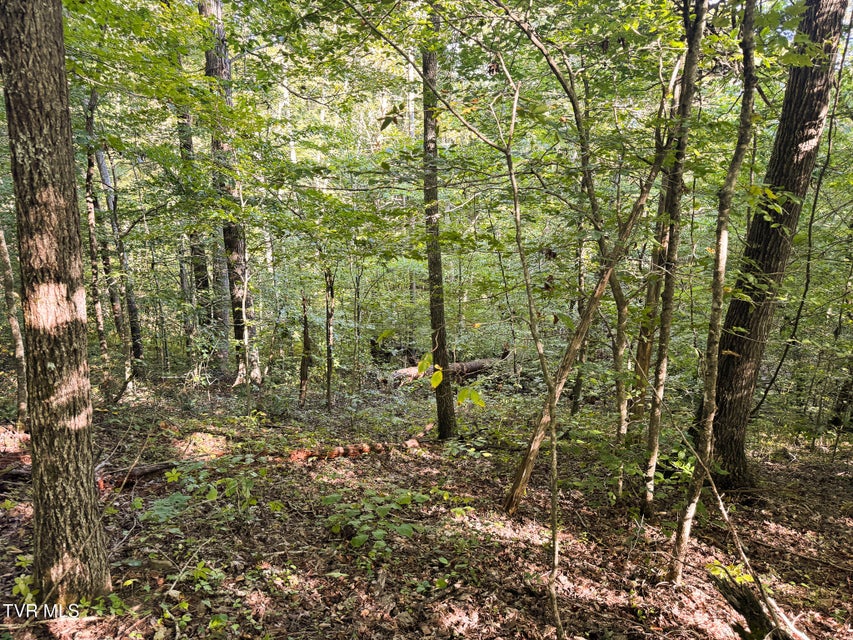 Photo #26: 32.38 Ac Off Panther Creek Road