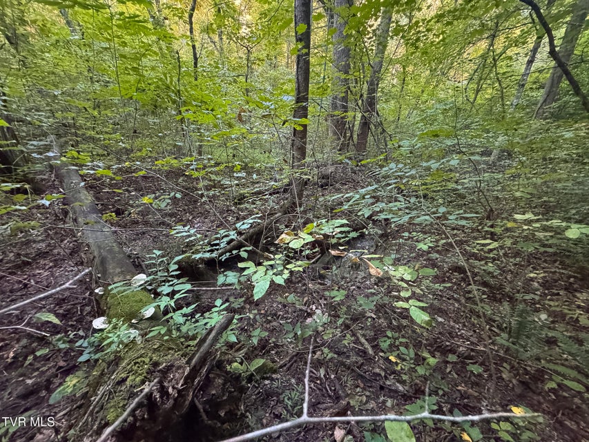 Photo #27: 32.38 Ac Off Panther Creek Road