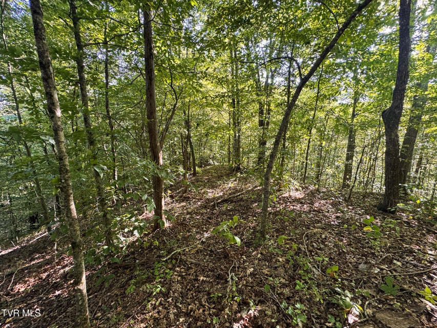 Photo #28: 32.38 Ac Off Panther Creek Road