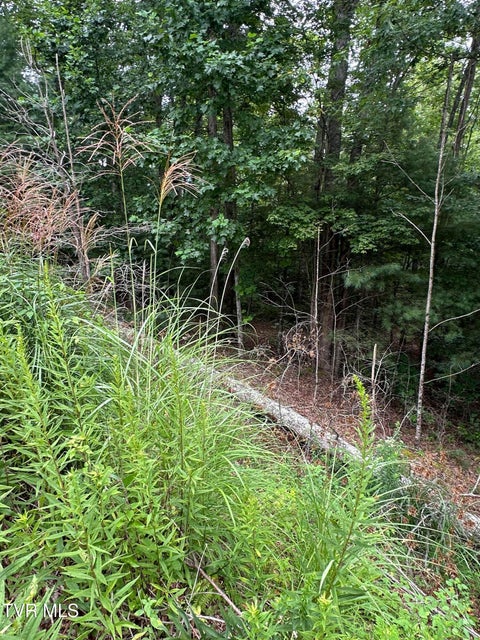 Photo #18: Tbd 000 Blackberry Hill Lane