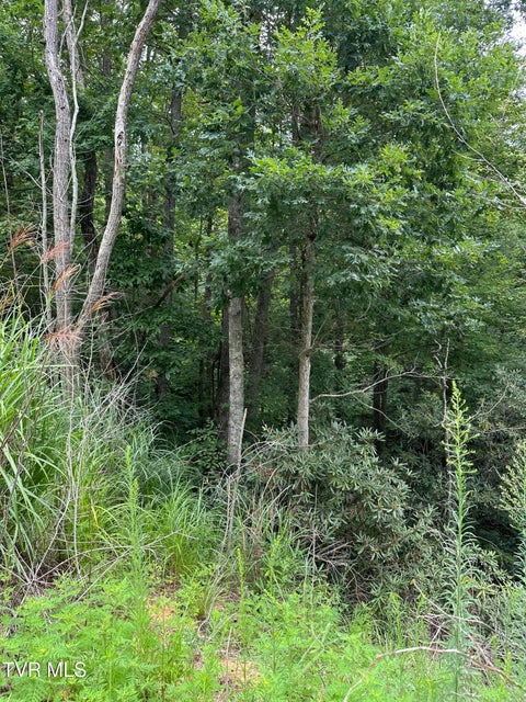 Photo #24: Tbd 000 Blackberry Hill Lane