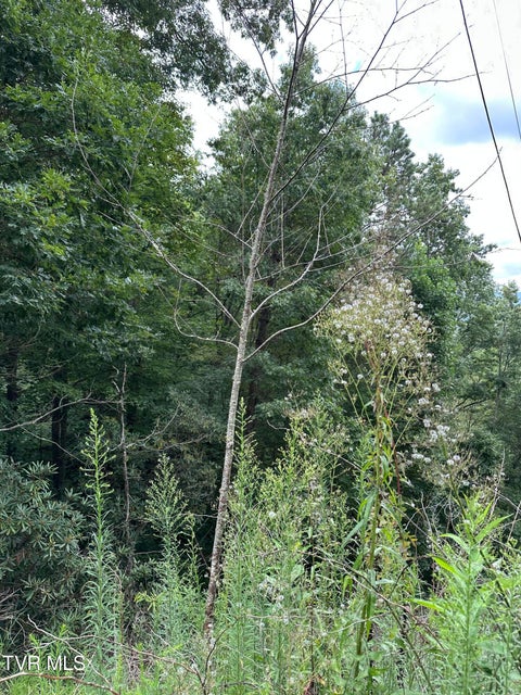 Photo #27: Tbd 000 Blackberry Hill Lane