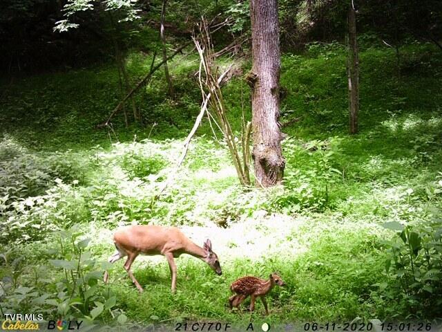 Photo #72: 22500 Young Drive
