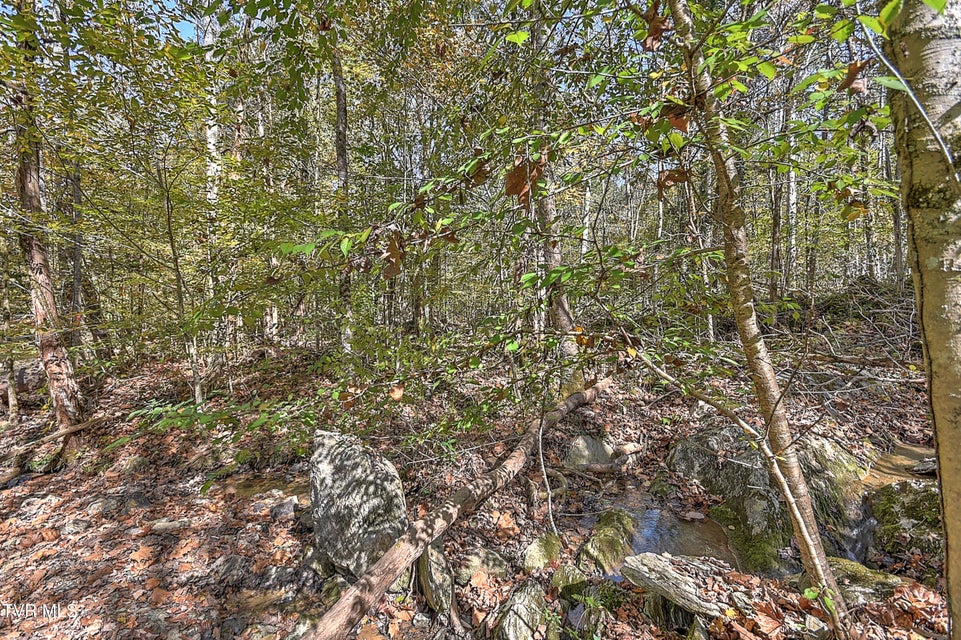 Photo #46: 163 Pendleton Road