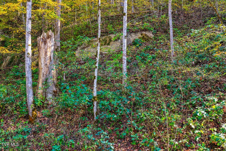 Photo #36: 275 Wake Forest Road