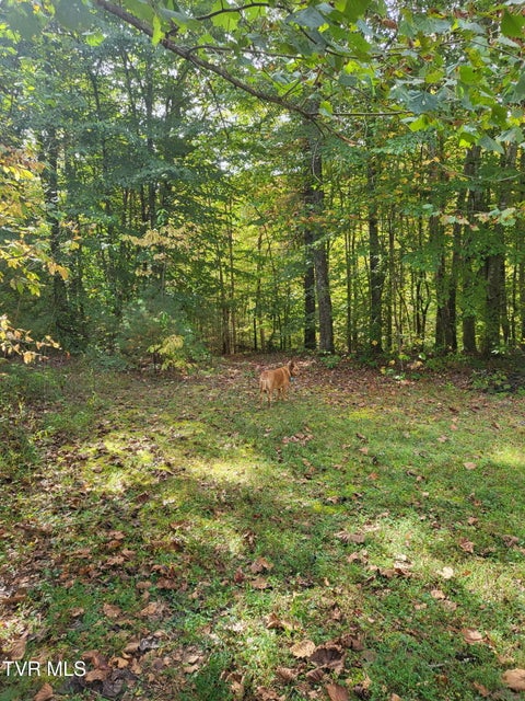 Photo #26: 568 Possum Creek Road