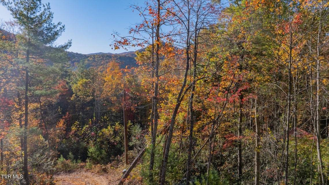 Photo #7: 299 Morton Road