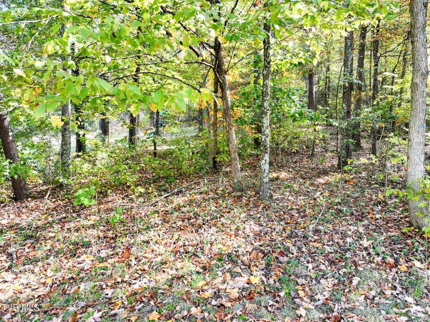 Photo #37: 403 Morningside Drive