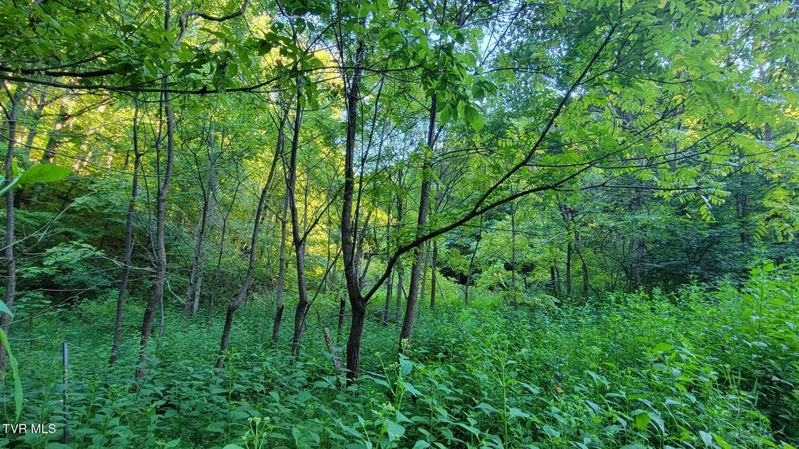 Photo #7: 0 Clouds Creek Road