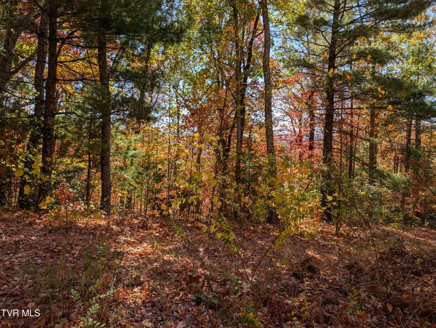 Photo #9: 1205 Mays Ridge Road