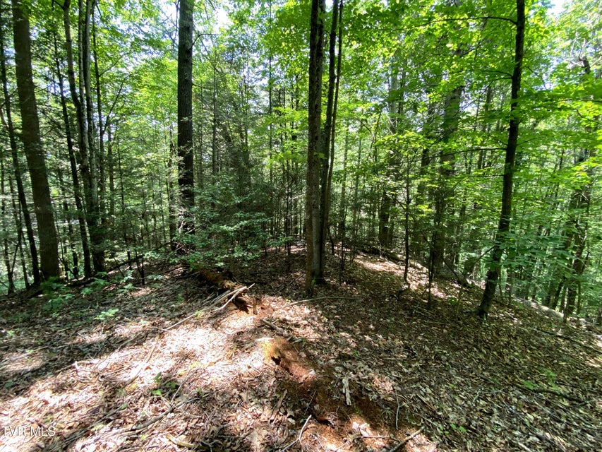 Photo #9: 000 Woodchuck Way