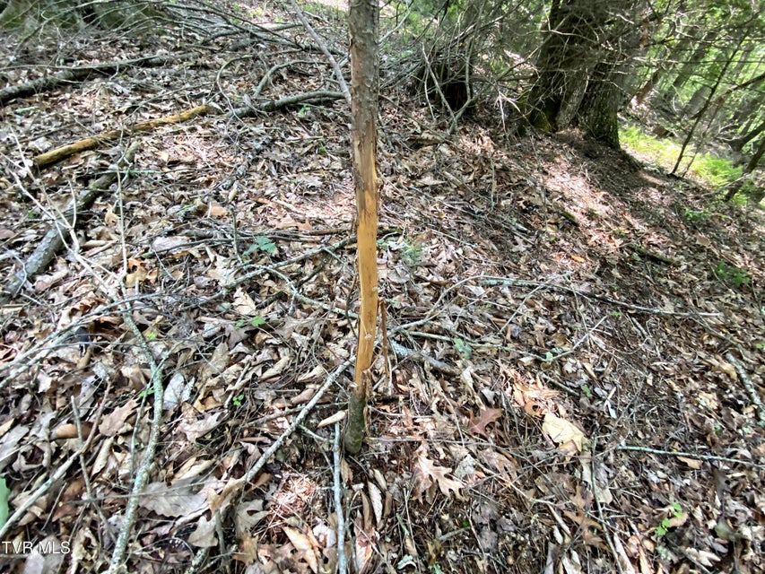 Photo #10: 000 Woodchuck Way