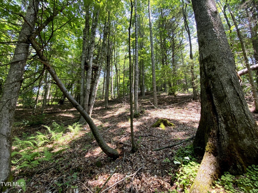 Photo #17: 000 Woodchuck Way