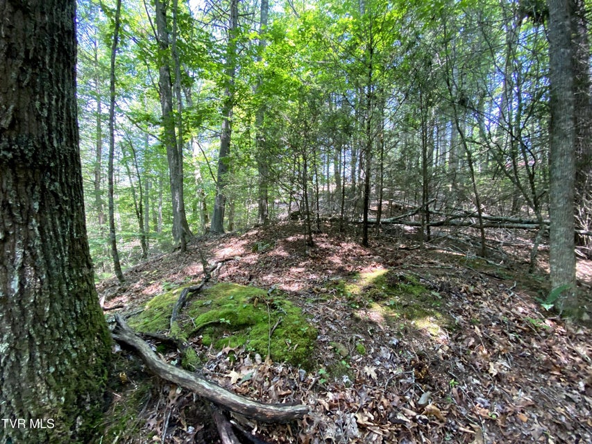 Photo #19: 000 Woodchuck Way