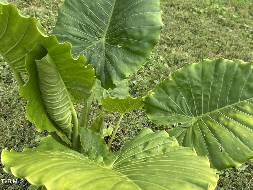 Photo #94: 412 Lakeside Drive