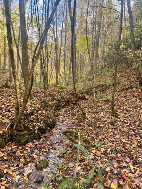 Photo #31: 150 Little Branch Road