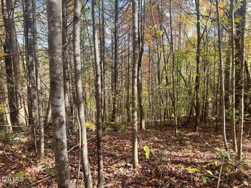 Photo #34: 150 Little Branch Road