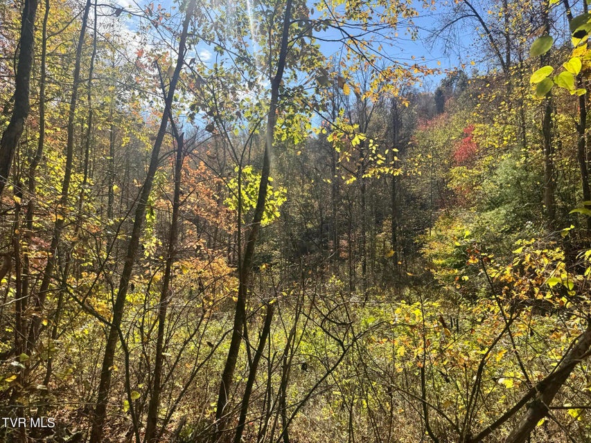 Photo #16: 150 Little Branch Road