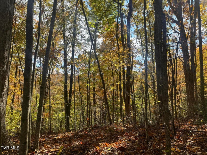 Photo #3: 150 Little Branch Road