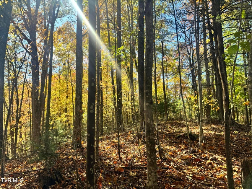 Photo #27: 150 Little Branch Road