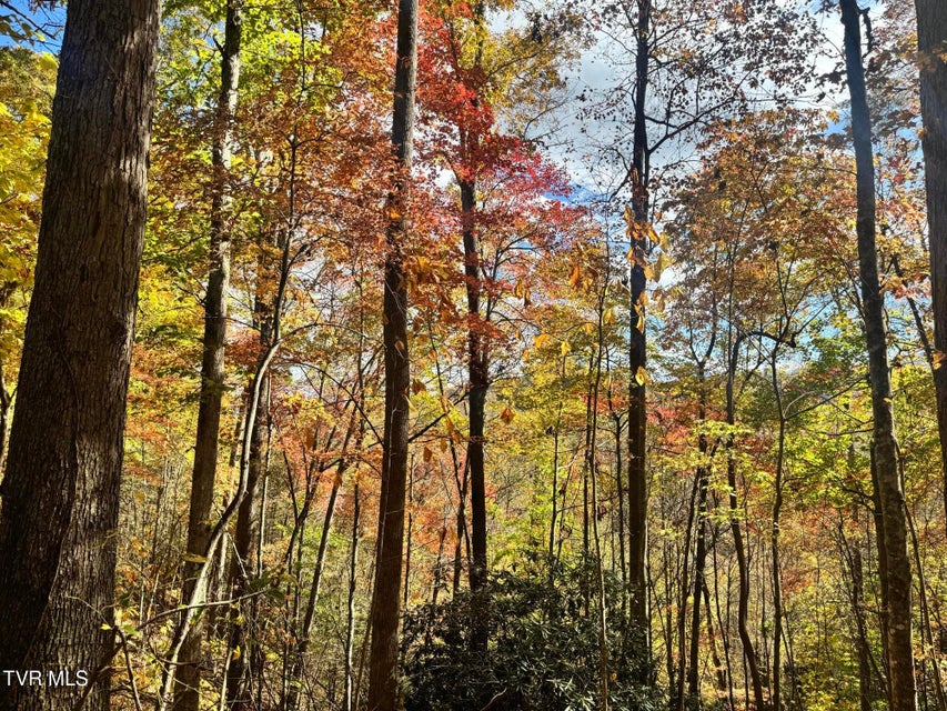 Photo #28: 150 Little Branch Road