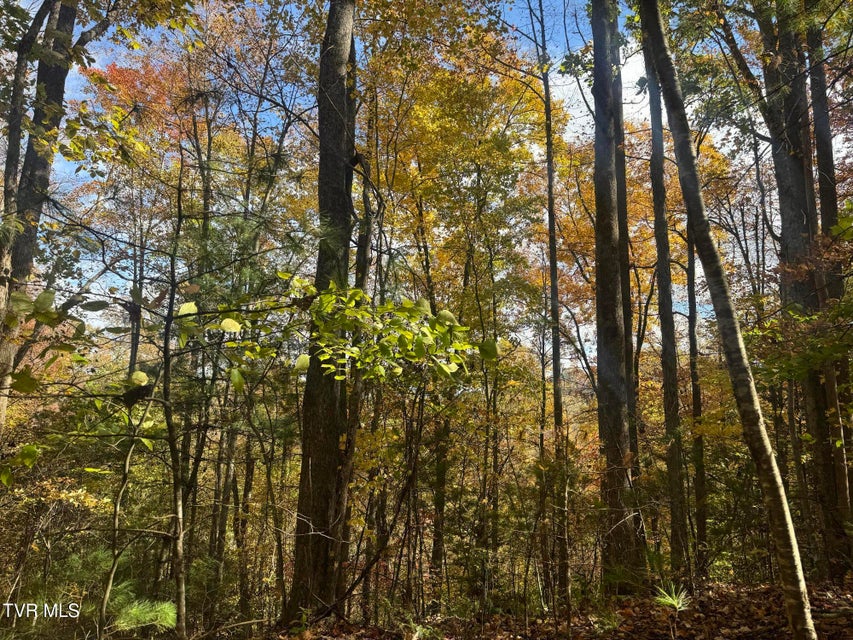 Photo #39: 150 Little Branch Road