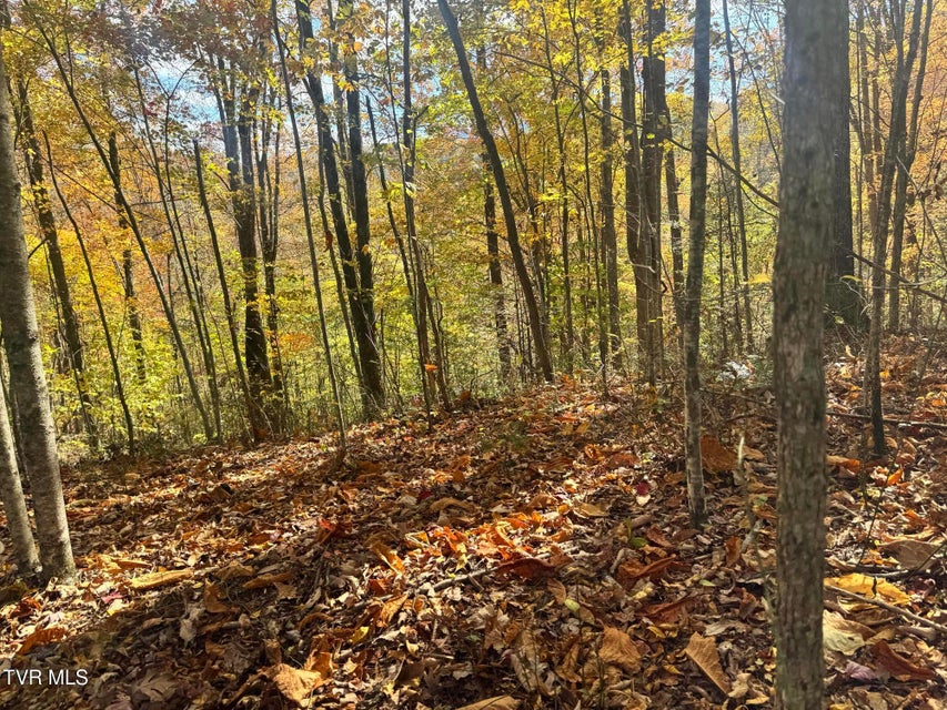 Photo #41: 150 Little Branch Road