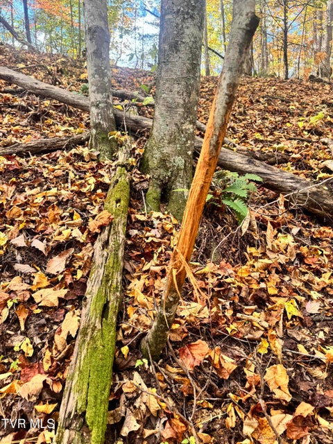 Photo #44: 150 Little Branch Road