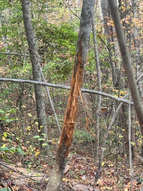 Photo #47: 150 Little Branch Road