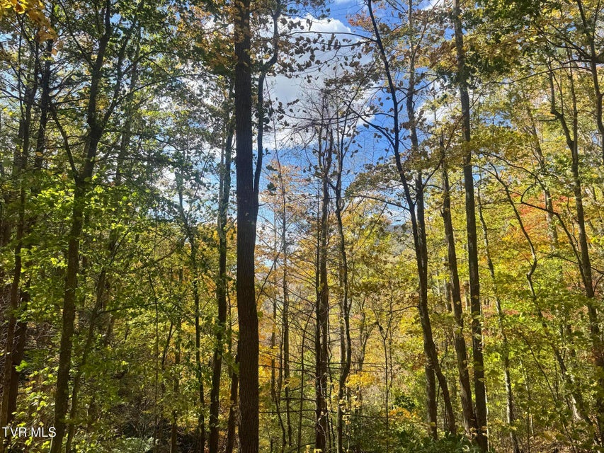 Photo #46: 150 Little Branch Road