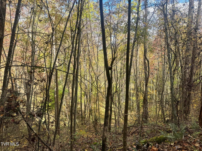 Photo #48: 150 Little Branch Road