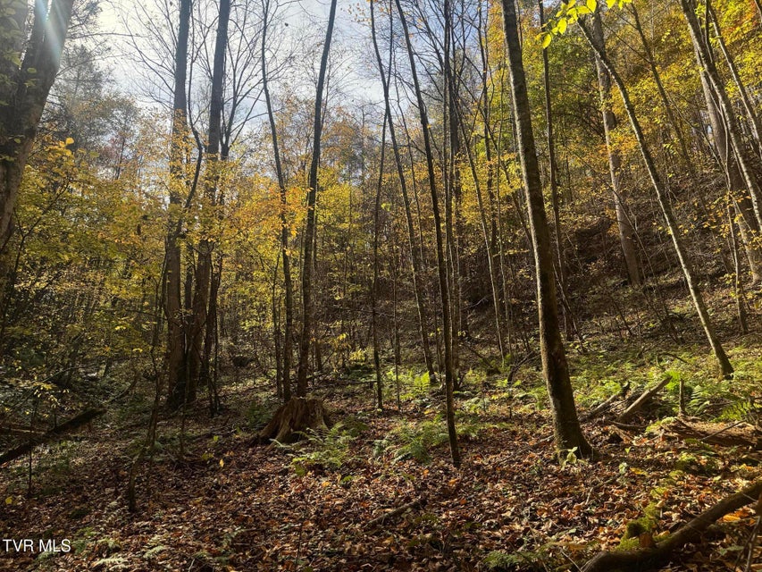 Photo #54: 150 Little Branch Road