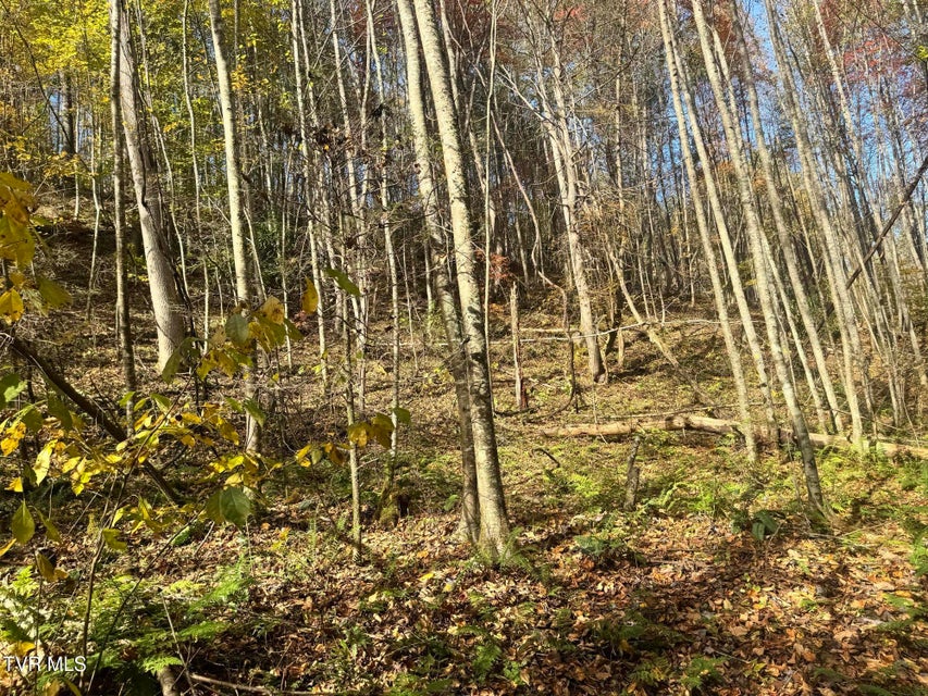 Photo #55: 150 Little Branch Road