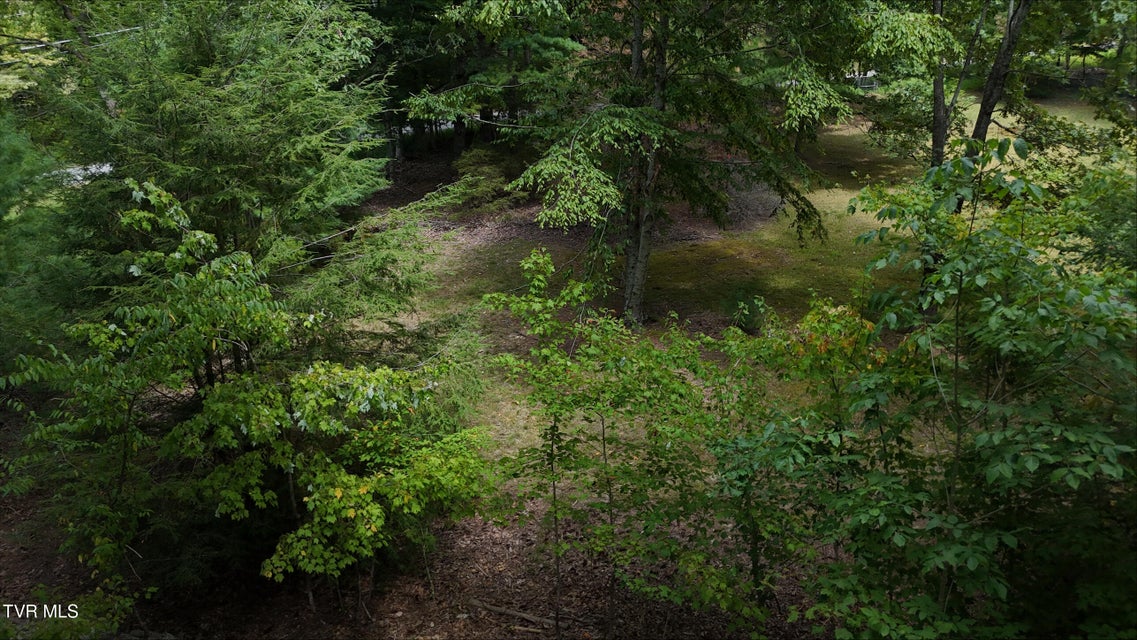 Photo #37: Tr 15.01 Pine Forest Lane