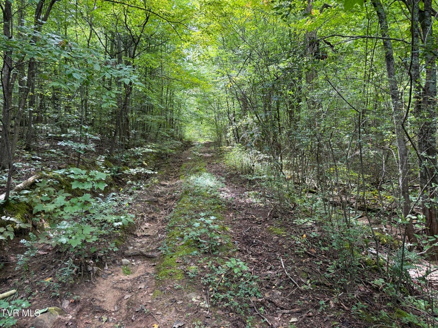 Photo #8: 6 Acres Trentham Rd Off 