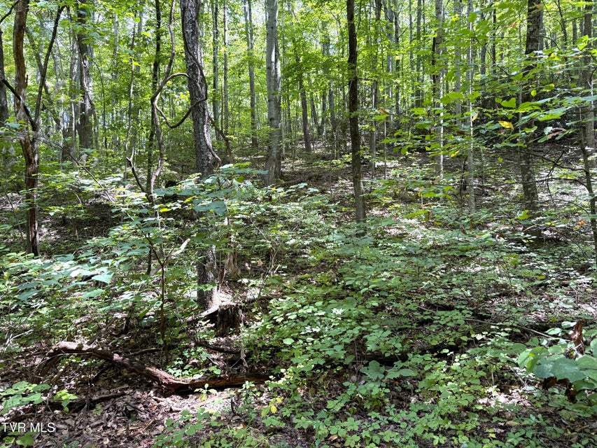 Photo #14: 6 Acres Trentham Rd Off 