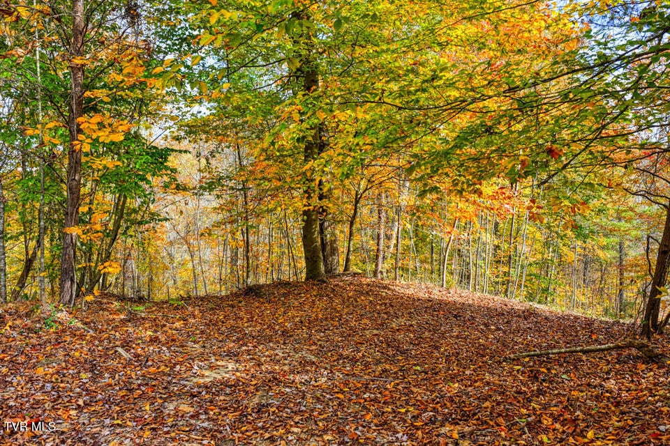 Photo #85: 3858 Beech Creek Road