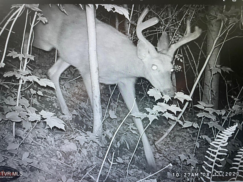 Photo #57: 141 Canter Road