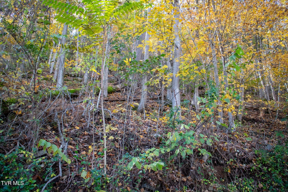 Photo #7: Lot 24 Furches Drive