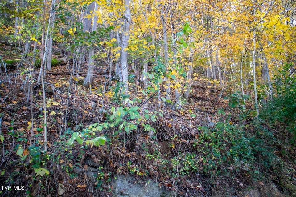 Photo #8: Lot 24 Furches Drive