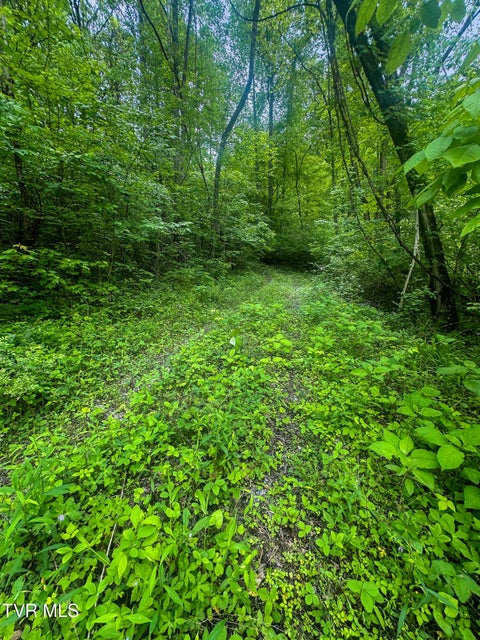 Photo #7: Tbd Paint Mtn Road