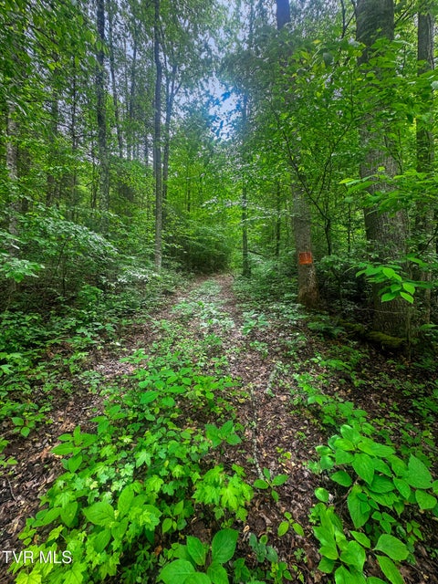 Photo #8: Tbd Paint Mtn Road