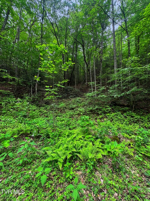 Photo #10: Tbd Paint Mtn Road