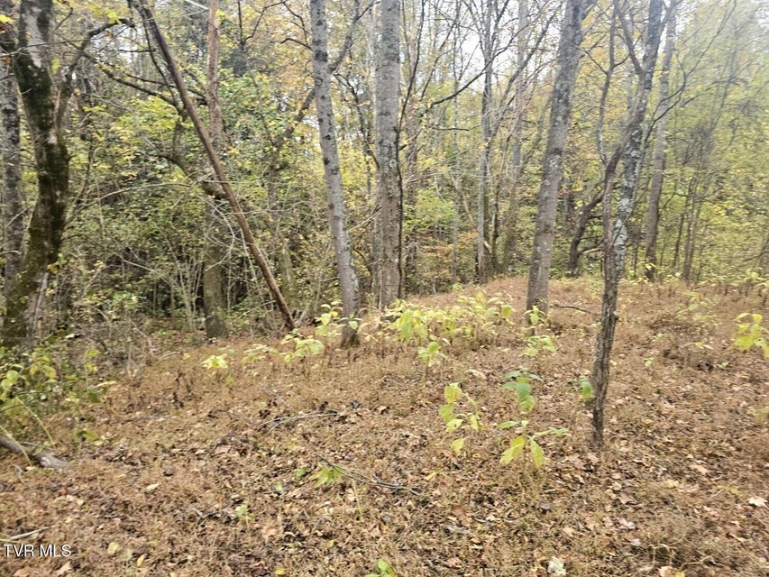 Photo #6: Tbd Blaine White Road