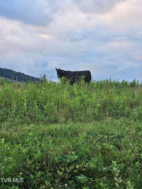 Photo #4: 000 Highway 66 